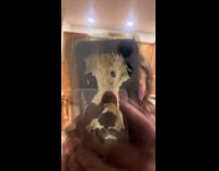 Cow staring from outside window