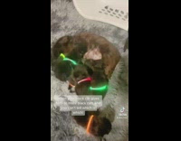 Baby kittens with glow sticks rings around them