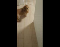 Brown dog scared with mouth fart noise