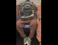 Clear backpack with bird inside on subway train