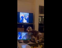 Dog barks at the video on TV