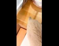 Cat stares at camera biting hair tie