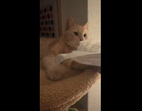 Cat suddenly stop and stare at nothing