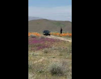 Black shirt guy car orange poppy pt. 2