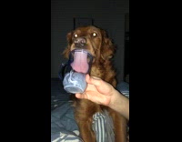 brown dog licking clear plastic cup