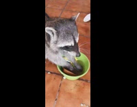 Raccoon washes toy dishes in bowl