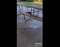 Iguana in park runs away fast past people