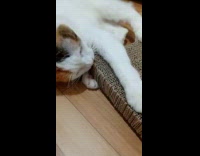 Cat Plays with Carton while it Lays