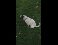 dog scratching itself on grass