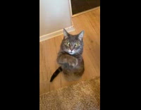 Cat stands and begs with its paws