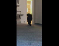 Black cat walk cute wobbly towards camera