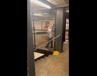 People climb fence grills to avoid flood