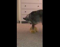 brown dog playing with yellow stuffed animal