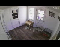 Husky dog steals blanket from puppy crate