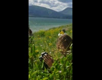 Black vest guy waves sword lake water