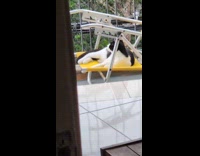 Cat sits on recliner chair at balcony