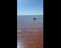 Woman call black dog run on beach