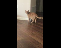Collab DailyDoseOfInternet - Orange cat try to catch own tail