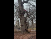Random person climbs to tree does yoga