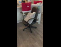 Three dogs chase around kitchen island