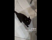 Collab ClipsIG - Black cat beg motion wave paws together