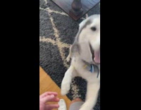 Two husky dogs talk howl run around