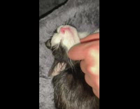 Girl pets black kitten sleeping on tower 