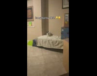 Bunny running around house having zoomies 