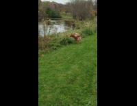 Brown dog explores pond bank to find red toy and then stops and pees on toy