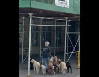 Man walks 14 dogs on sidewalk at a time 