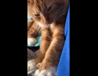 Orange cat likes to massage woman belly 