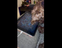 Dog taps screen and plays with tablet