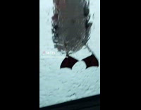 Girl in car trying to feed seagulls french fries 