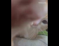 Brown white cat yawns sings high note