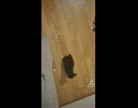 Black kitten meows while girl prepares food