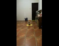 Cat wearing cone sits and looks sad