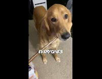 Collab Pets For All - Brown Dog Holds Stick in Mouth