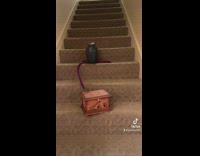 Joke girl dad and dog ashes on stairs