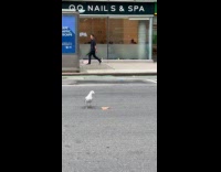 Seagull flies and eats pizza on street