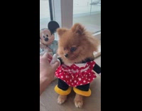 Brown dog minnie mouse costume handshake trick
