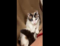 Per cat hiding inside paper bag