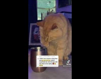 Cat licks wine off paw 