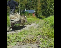 Grey cat runs faster than man 