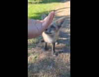 Baby fox approaches the filmer and play Part 1