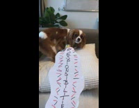 Brown white dog on couch runs away from water bottle with Responsibilities on it 