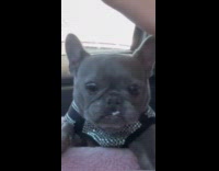 Dog eats whipped cream from moms drink