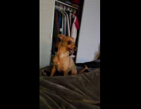 Brown dog on bed lean head backward part 2