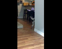 Collab Clips MPUGC - Dog wearing fairy wings and pink tutu skirt