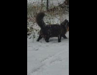 Cat explores backyard while it snows 
