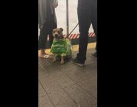 Dog wears green Fresh Direct reusable bag at subway station